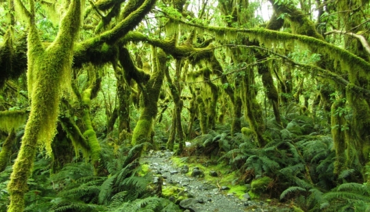 14 de fotos, que le permitirán descubrir la mágica naturaleza de Nueva Zelanda 14 de fotos, que le permitirán descubrir la mágica naturaleza de Nueva Zelanda