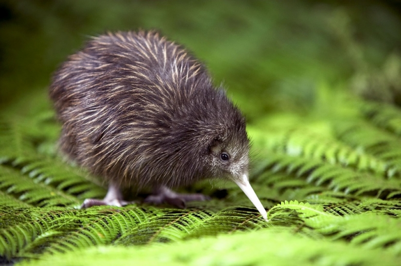 14 photos, which you will discover the magical nature of New Zealand