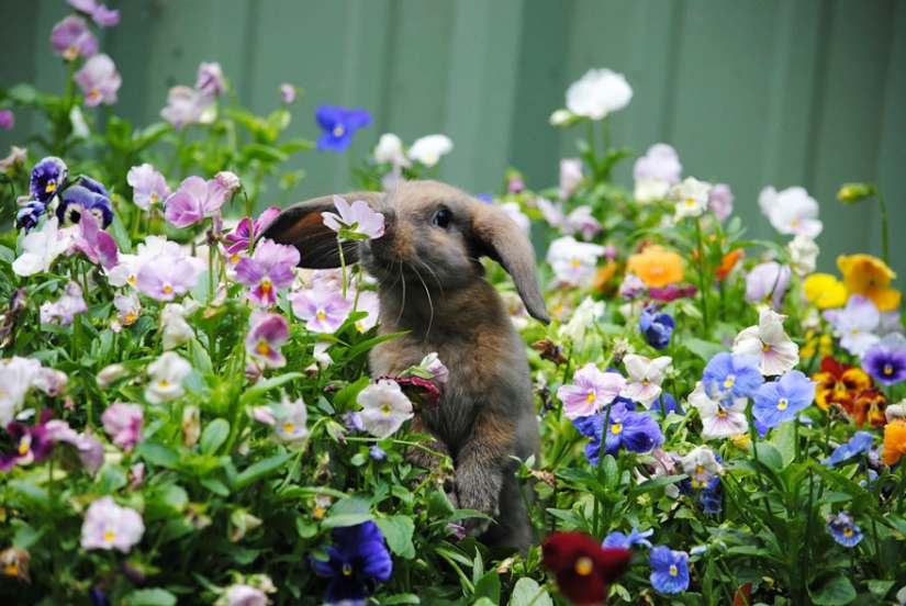 15 adorable animals enjoying the fragrance of flowers