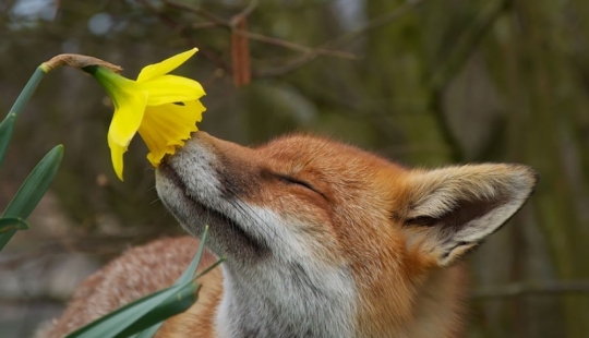15 adorable animals enjoying the fragrance of flowers