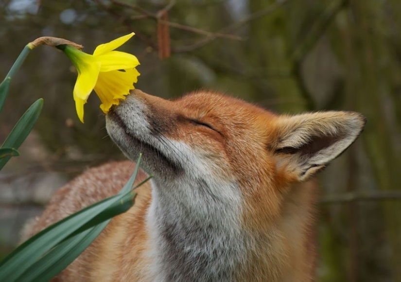 15 adorables animales disfrutando de la fragancia de las flores