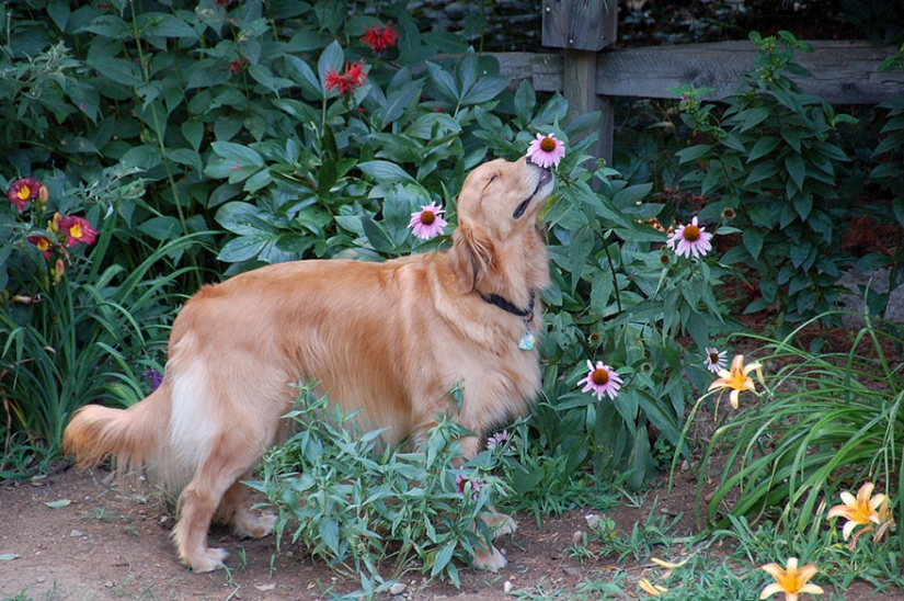 15 adorables animales disfrutando de la fragancia de las flores