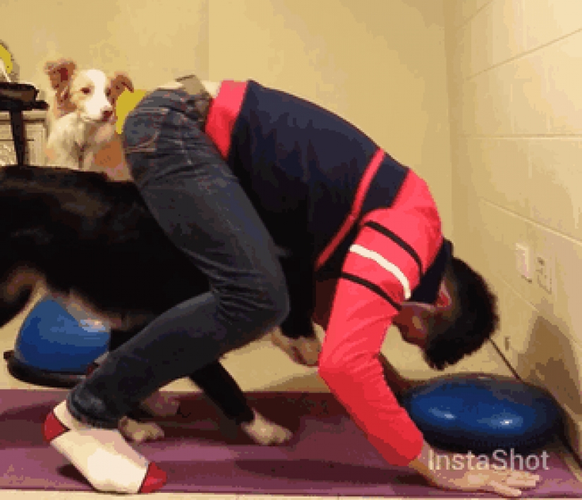 15 animals who do yoga better than you