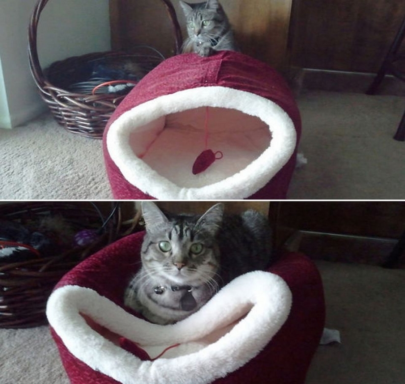 15 cats who don't care about your logic