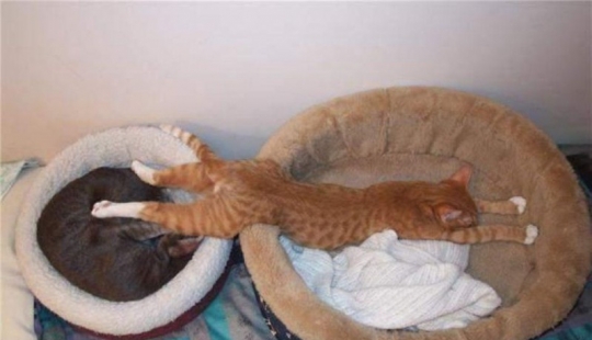 15 cats who don't care about your logic