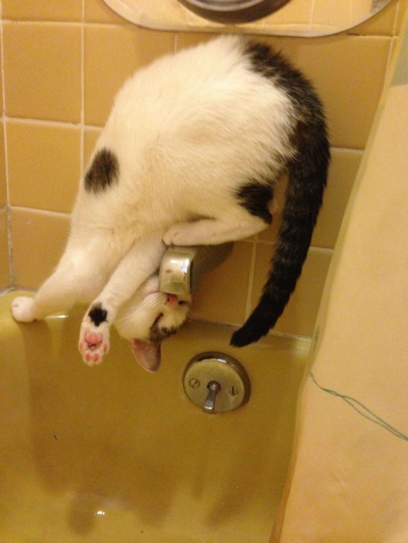 15 cats who don't care about your logic