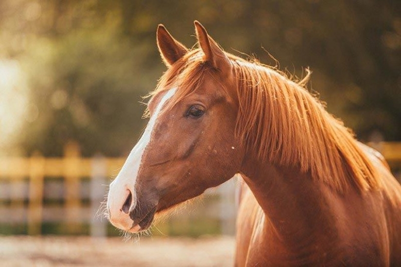 15 increíbles historias sobre animales héroes que salvó a la gente de la muerte