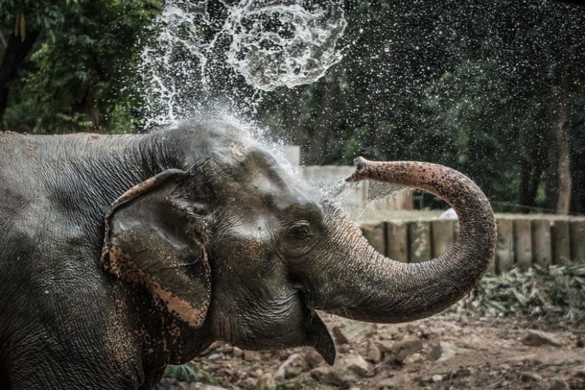 15 increíbles historias sobre animales héroes que salvó a la gente de la muerte