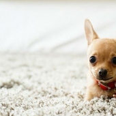 15 increíbles historias sobre animales héroes que salvó a la gente de la muerte