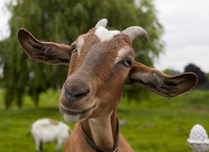 15 increíbles historias sobre animales héroes que salvó a la gente de la muerte