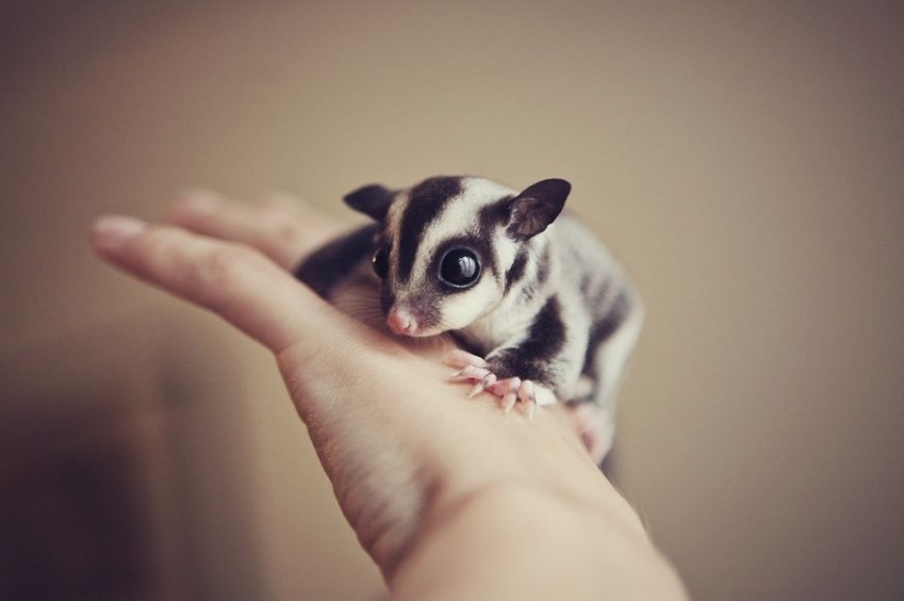 15 tiny babies that fit in the palm of your hand