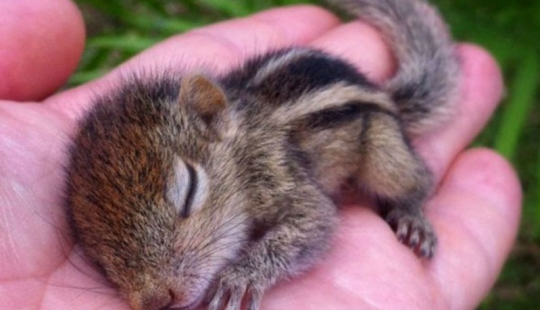 15 tiny babies that fit in the palm of your hand