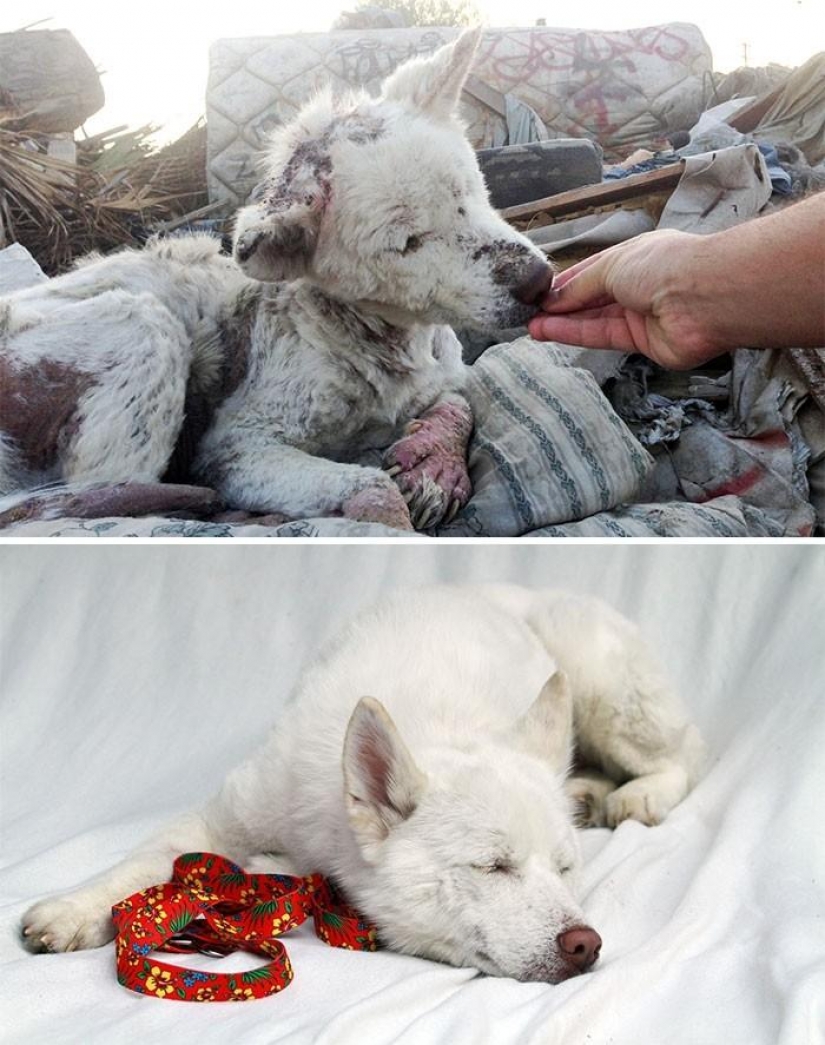 16 historias de perros de rescate que están al borde de la muerte, en el estilo de "antes y después"