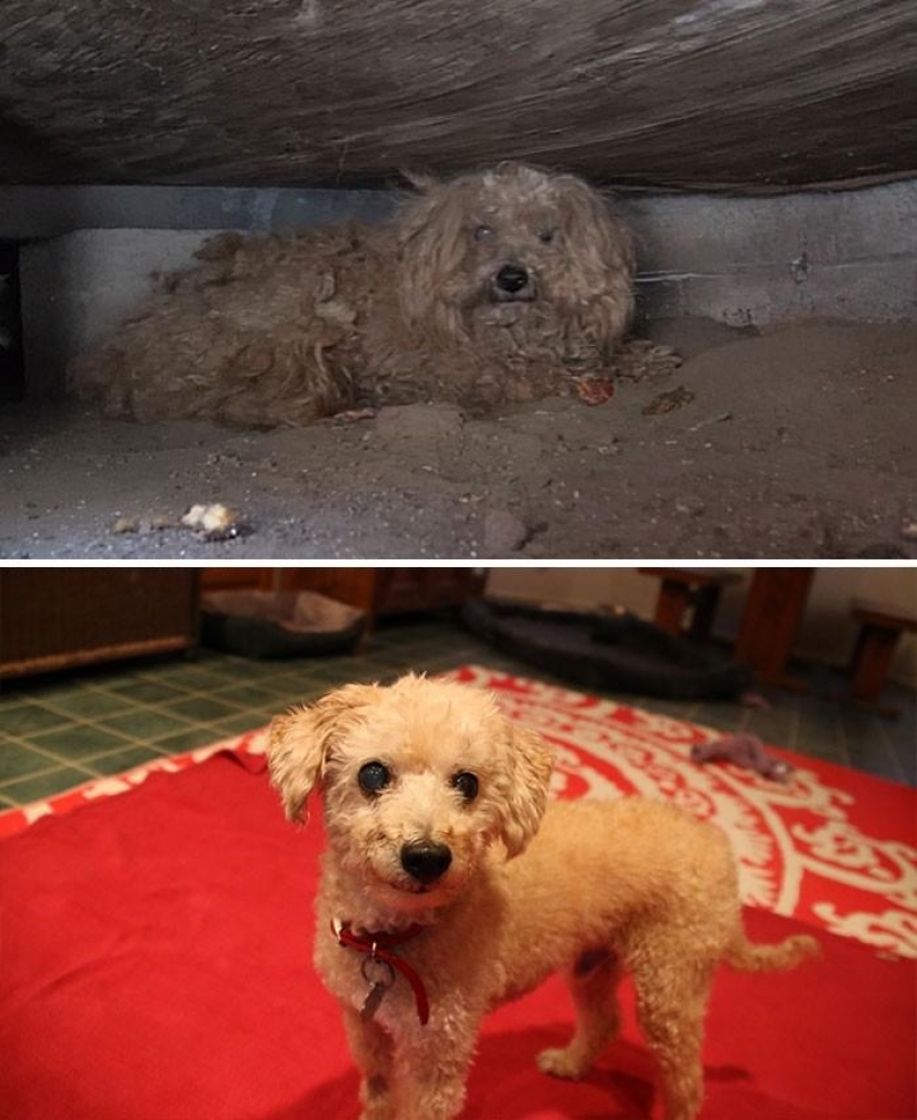 16 historias de perros de rescate que están al borde de la muerte, en el estilo de "antes y después"