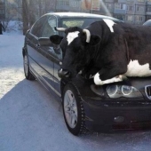 16 lindos Pollitos atrapados en situaciones estúpidas