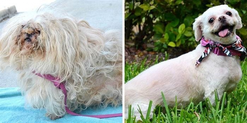 16 stories of rescue dogs that are on the verge of death, in the style of "before and after"