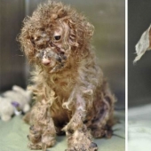 16 stories of rescue dogs that are on the verge of death, in the style of "before and after"