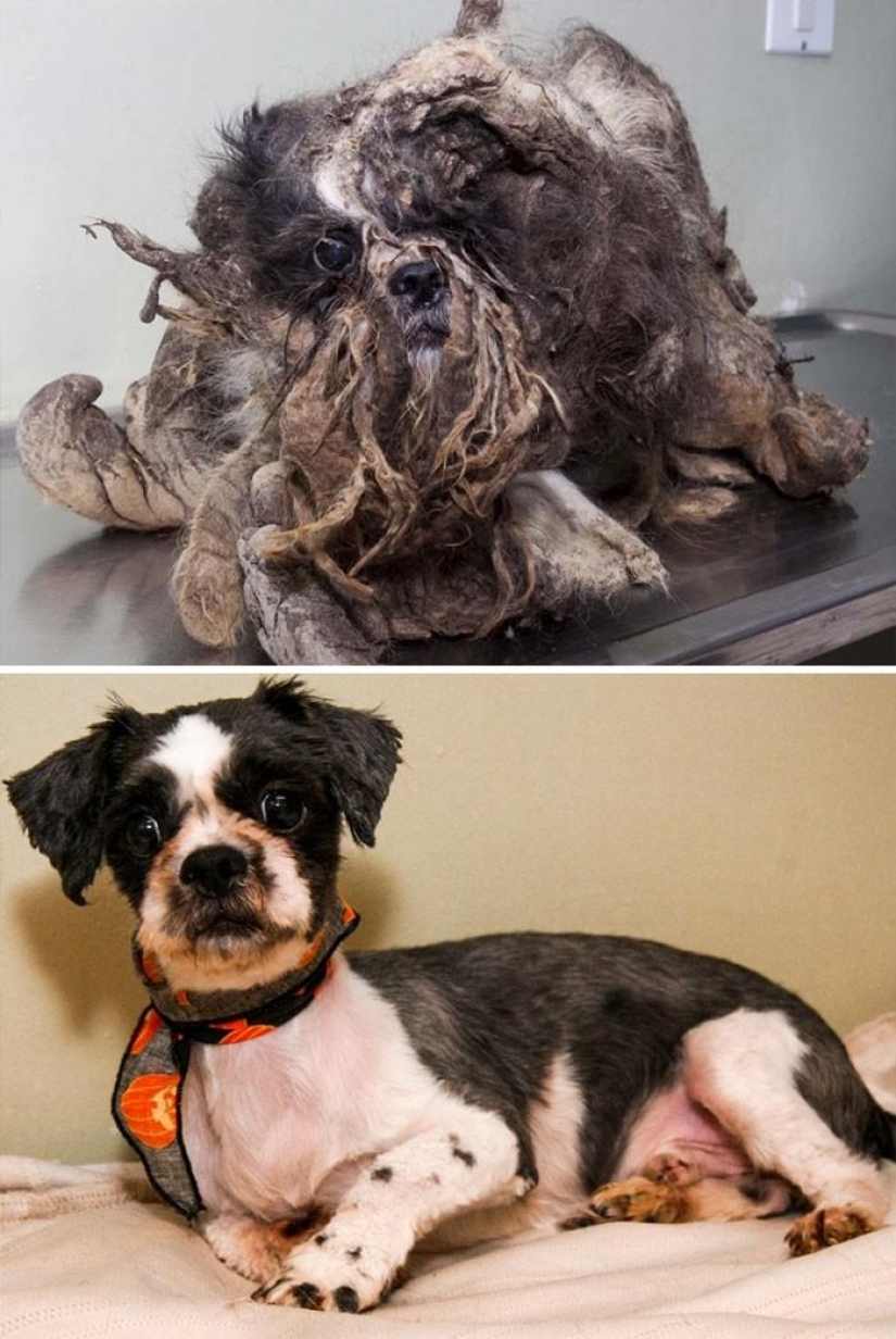 16 stories of rescue dogs that are on the verge of death, in the style of "before and after"