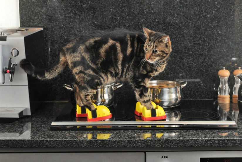 17 gadgets for the home that has a cat