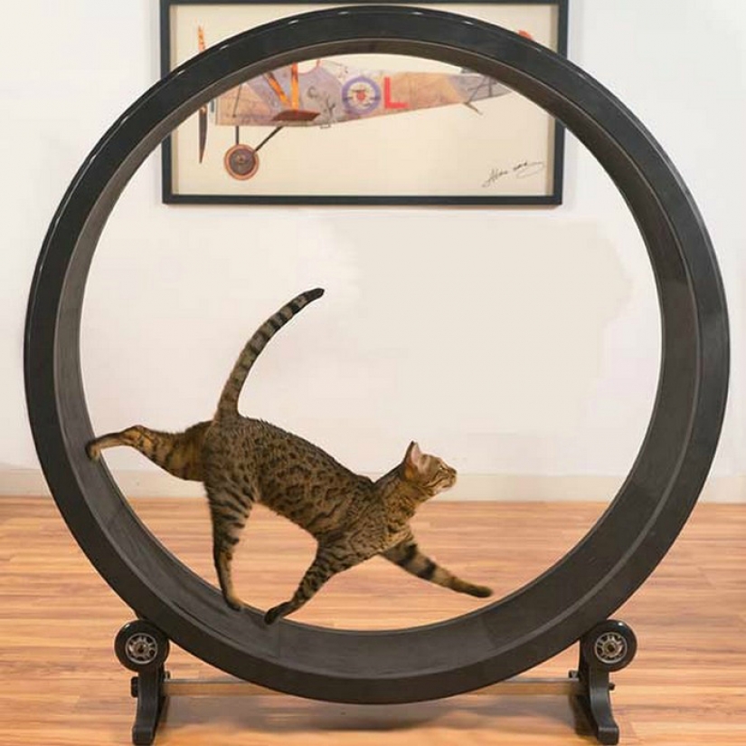 17 gadgets para el hogar que tiene un gato