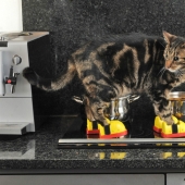 17 gadgets para el hogar que tiene un gato