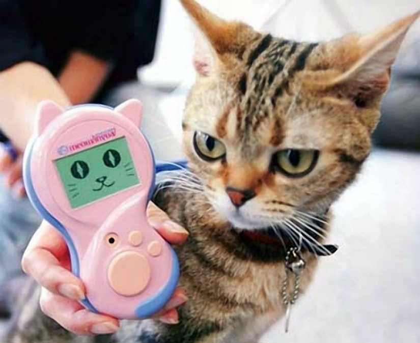 17 gadgets para el hogar que tiene un gato