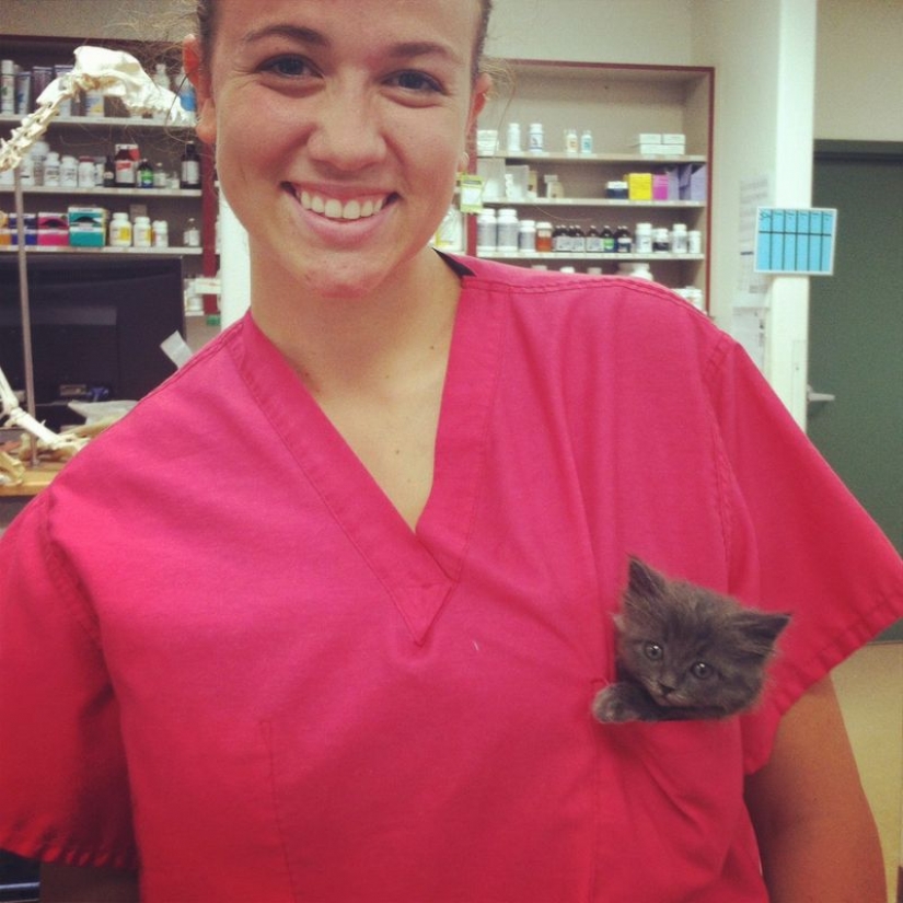 18 evidence that the veterinarian is sick profession
