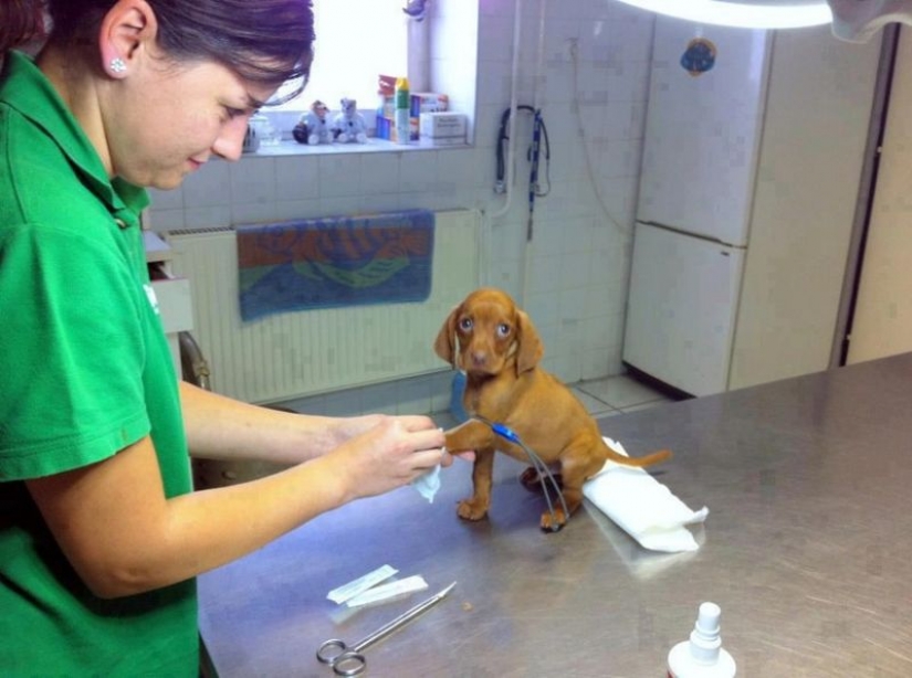 18 evidencia de que el veterinario está enfermo profesión