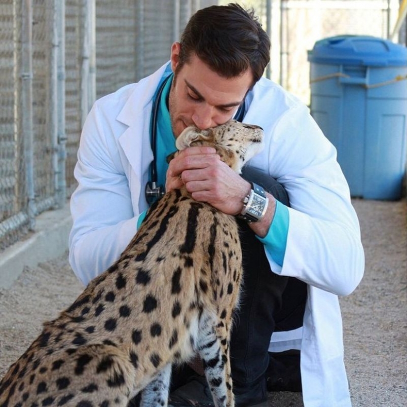 18 evidencia de que el veterinario está enfermo profesión