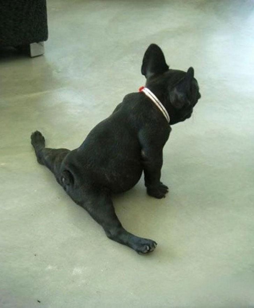 20 animals who do yoga better than you