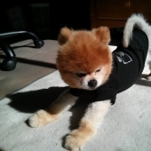 20 animals who do yoga better than you