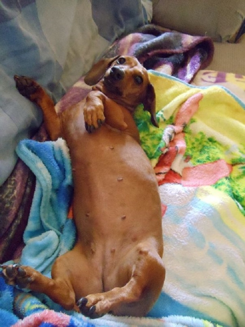 20 bellies that need to scratch