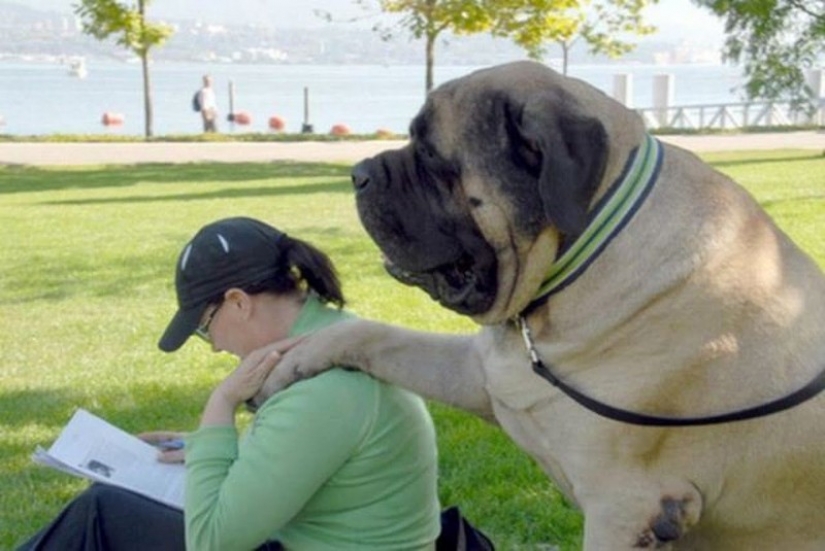 20 big dogs that have no idea how huge