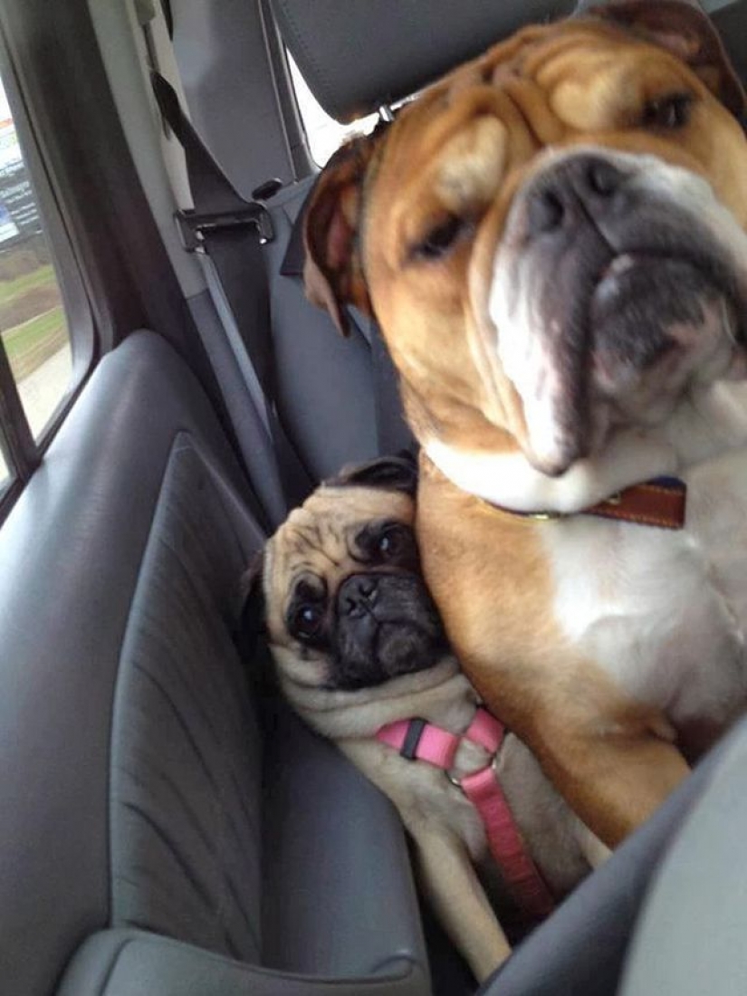 20 dogs who have no idea about personal space