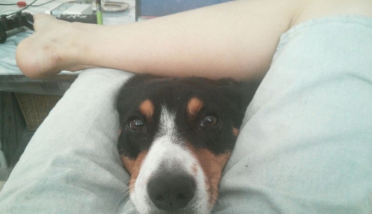 20 dogs who have no idea about personal space