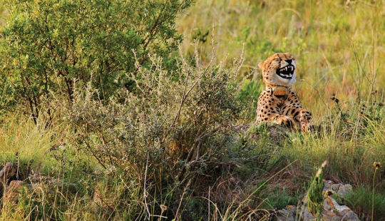 20 finalistas para las fotos más divertidas de la vida silvestre