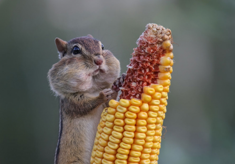 20 finalists for the funniest photos of wildlife