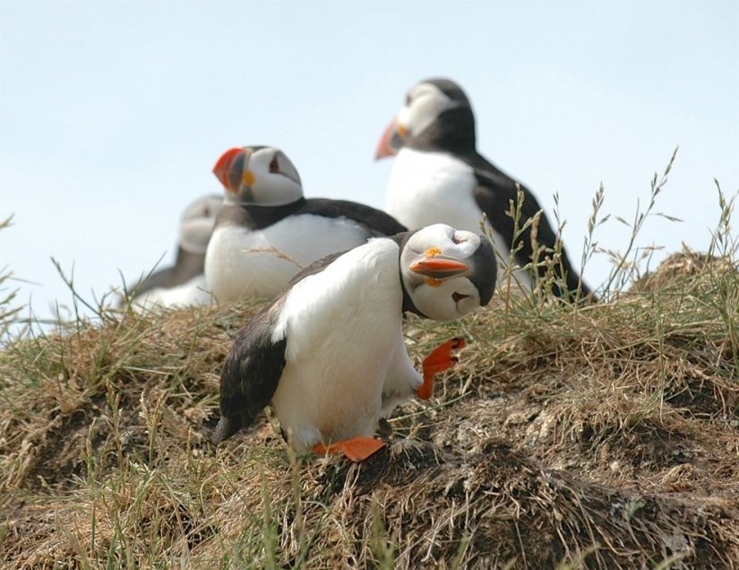 20 finalists for the funniest photos of wildlife