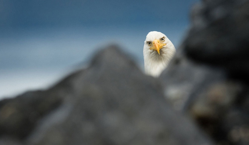 20 finalists for the funniest photos of wildlife