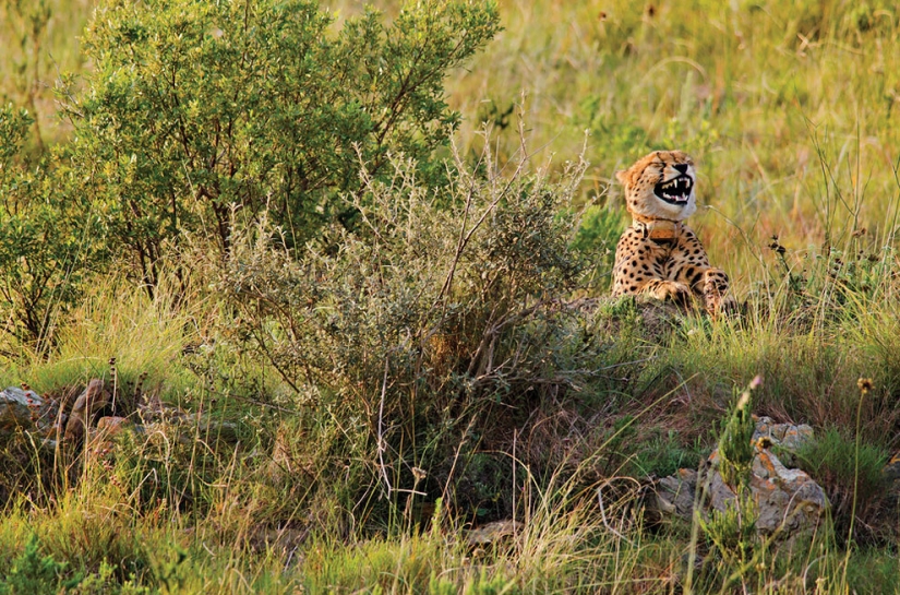 20 finalists for the funniest photos of wildlife