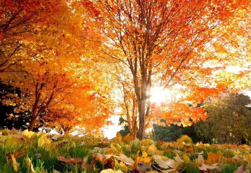 20 fotos de otoño fantástico