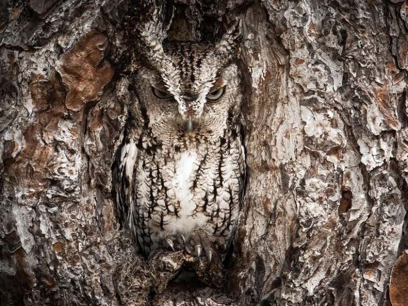 20 incredibly cool owls that will not leave anyone indifferent