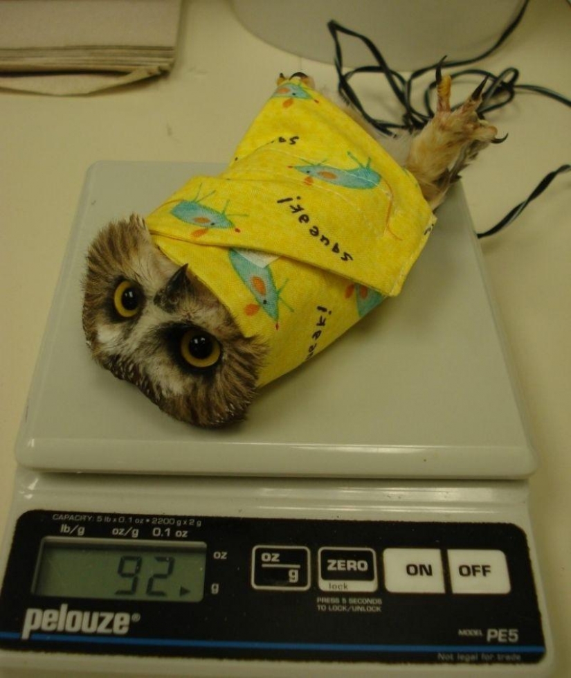 20 incredibly cool owls that will not leave anyone indifferent