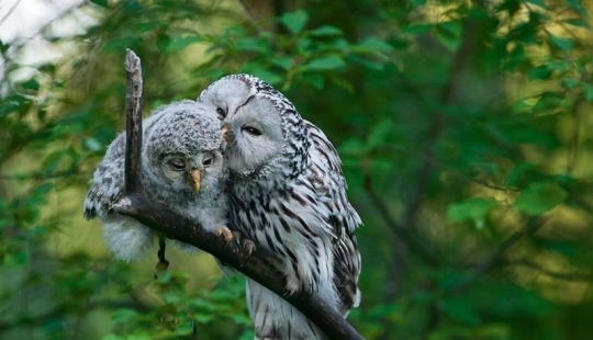 20 incredibly cool owls that will not leave anyone indifferent