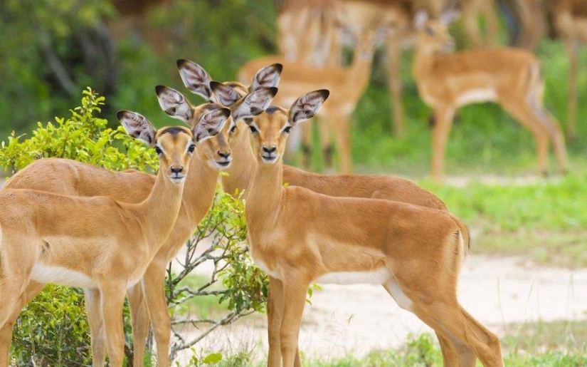 20 lugares donde los animales raros