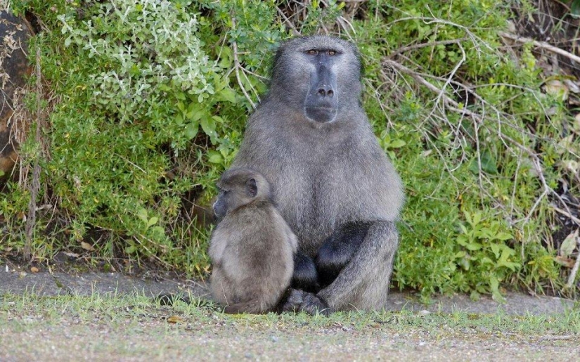 20 lugares donde los animales raros