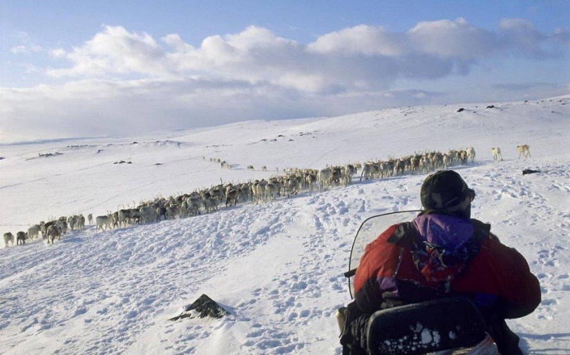 20 lugares donde los animales raros