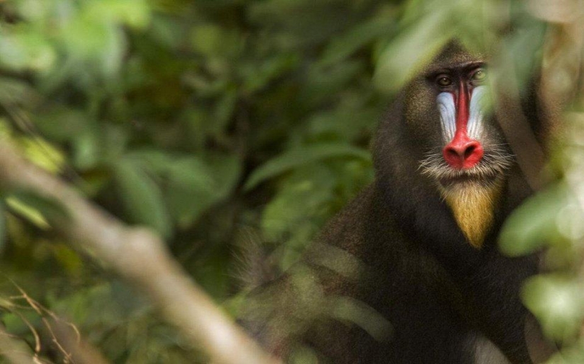 20 lugares donde los animales raros