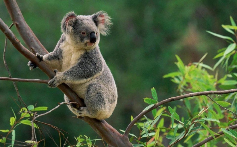 20 lugares donde los animales raros