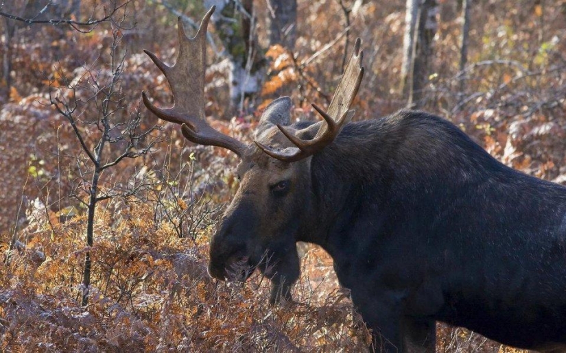 20 lugares donde los animales raros